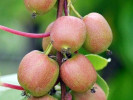 Kiwi (Actinidia arguta) DOMINO - Tutifruti SK