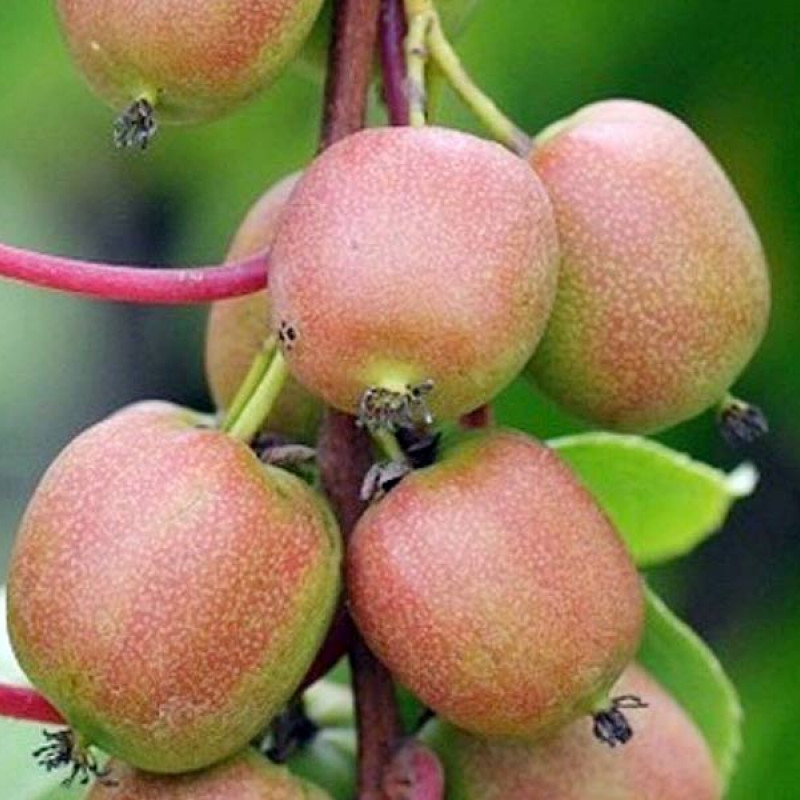 Kiwi (Actinidia arguta) DOMINO