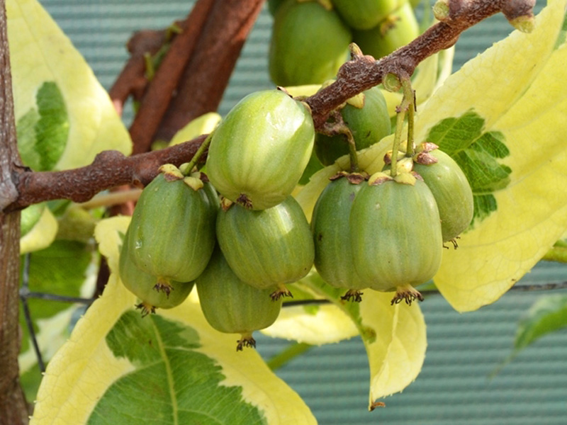 Kiwi (Actinidia arguta) HOKEY POKEY®