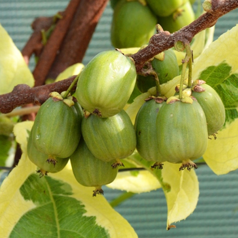 Kiwi (Actinidia arguta) HOKEY POKEY®