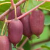 Kiwi (Actinidia arguta) PURPUROVA SADOVA