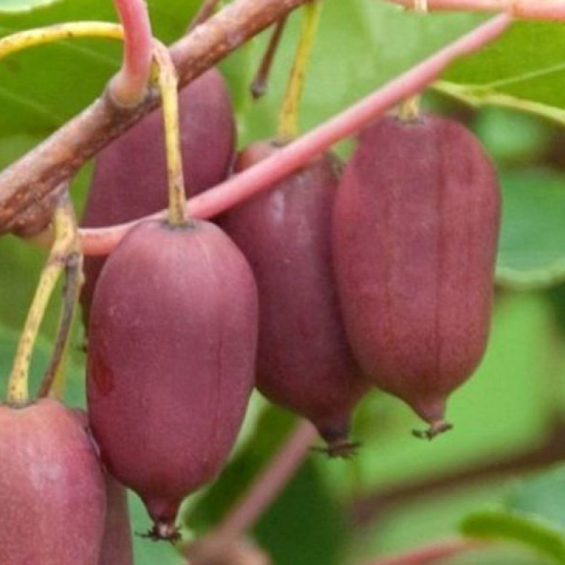 Kiwi (Actinidia arguta) PURPUROVA SADOVA