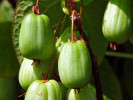 Kiwi (Actinidia kolomikta ) SENTYABRASKAYA