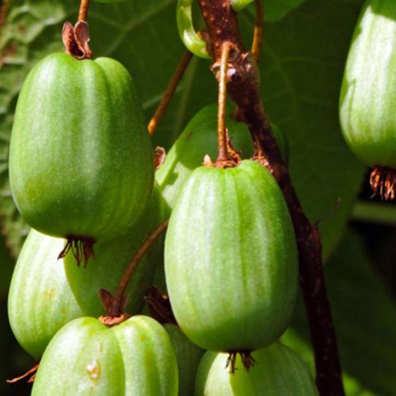 Kiwi (Actinidia kolomikta ) SENTYABRASKAYA