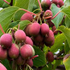 Kiwi (Actinidia arguta) ANANASNAYA