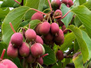 Kiwi (Actinidia arguta) ANANASNAYA