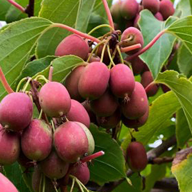 Kiwi (Actinidia arguta) ANANASNAYA