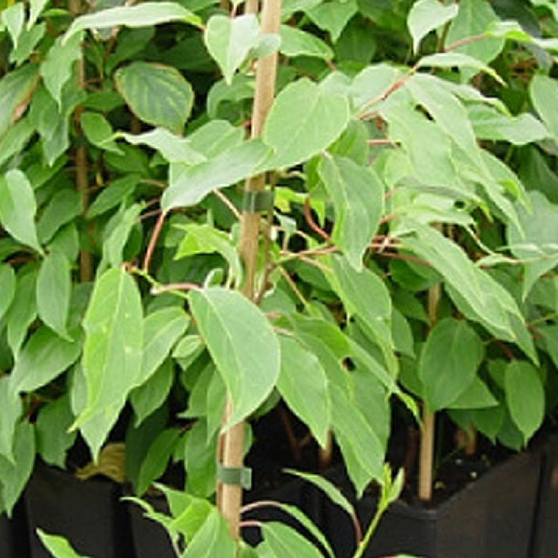 Kiwi opeľovač (Actinidia arguta) WEIKI M