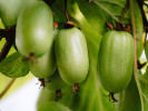 Kiwi (Actinidia kolomikta ) DR. SZYMANOWSKI - Tutifruti SK