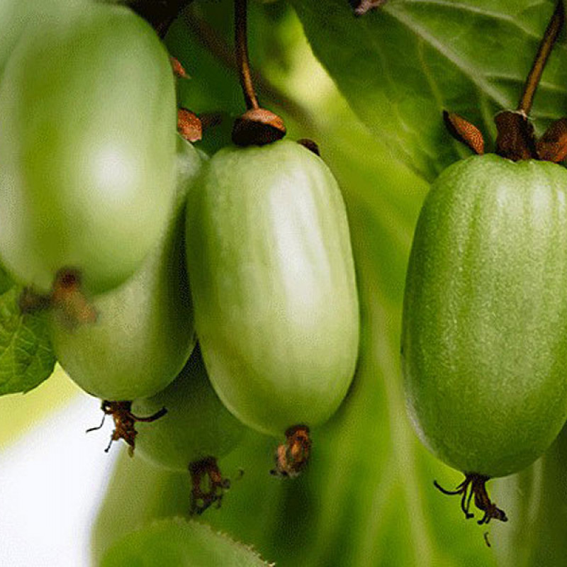 Kiwi (Actinidia kolomikta ) DR. SZYMANOWSKI