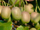 Kiwi (Actinidia arguta) GENEVA - Tutifruti SK