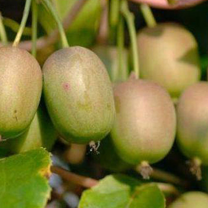 Kiwi (Actinidia arguta) GENEVA