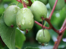 Kiwi (Actinidia arguta) ISSAI - Tutifruti SK