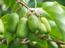 Kiwi (Actinidia arguta) JUMBO® - Tutifruti SK