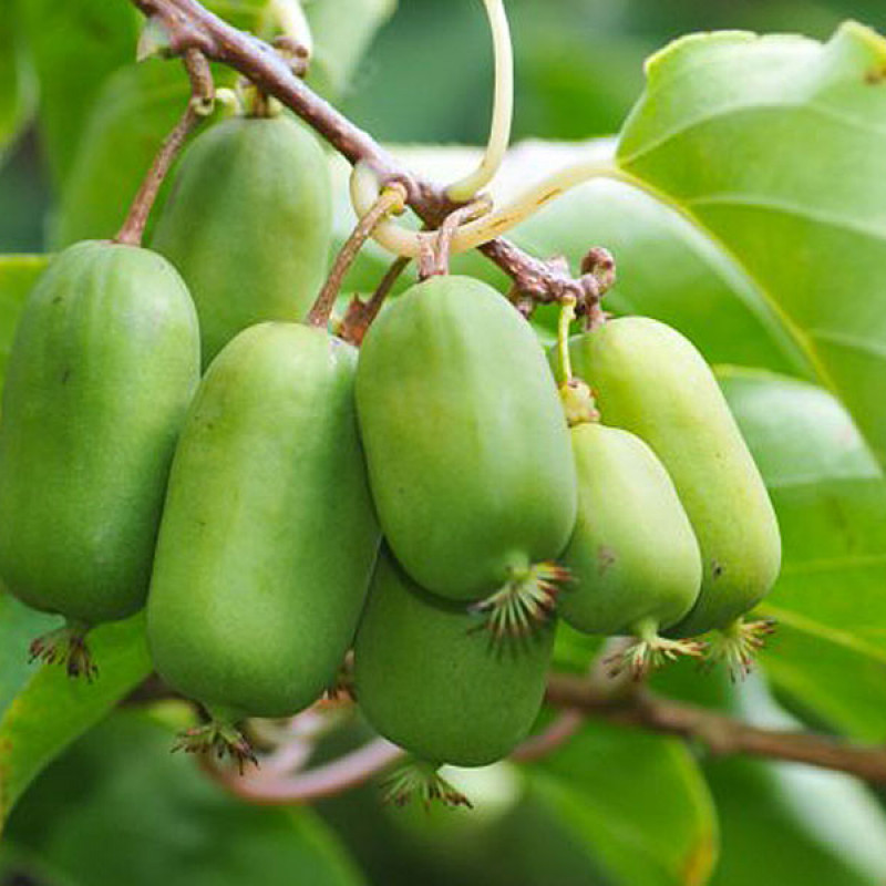 Kiwi (Actinidia arguta) JUMBO®