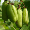 Kiwi (Actinidia kolomikta ) VITAKOLA