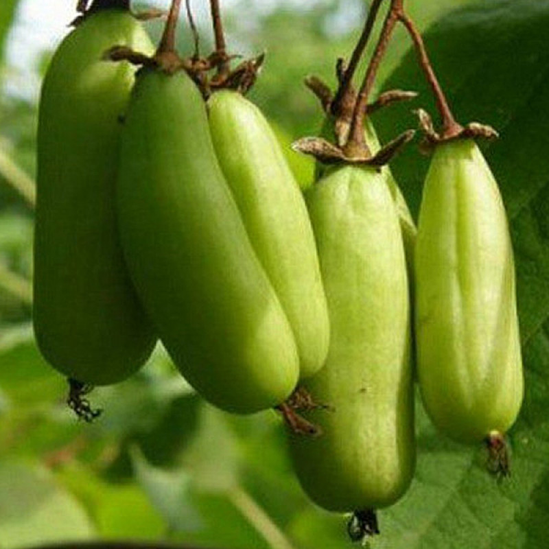 Kiwi (Actinidia kolomikta ) VITAKOLA