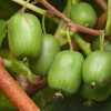 Kiwi (Actinidia arguta) VITIKIWI