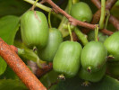 Kiwi (Actinidia arguta) VITIKIWI - Tutifruti SK