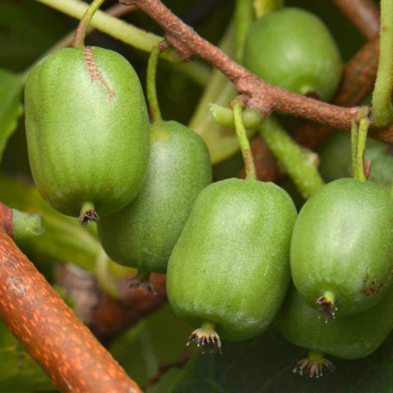 Kiwi (Actinidia arguta) VITIKIWI