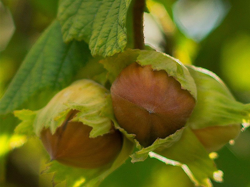 BIO Lieska obyčajná (Corylus avellana) 