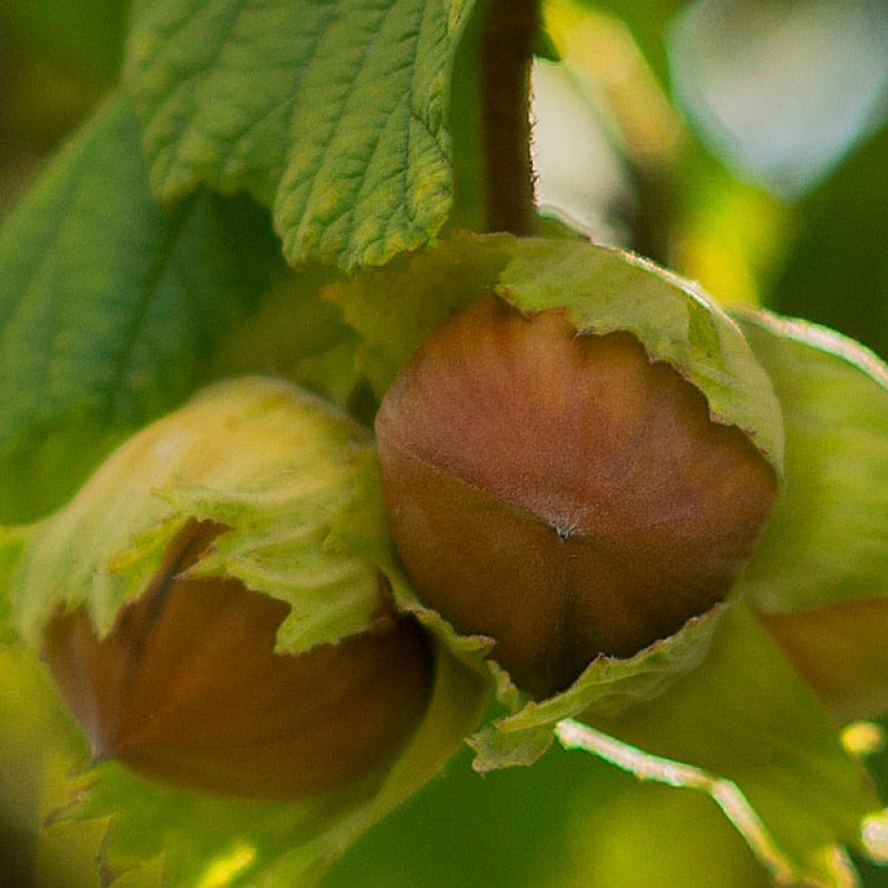 BIO Lieska obyčajná (Corylus avellana) 