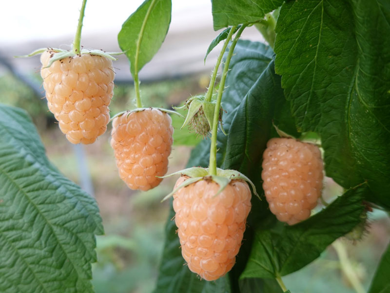 Malina (Rubus idaeus) PROMYK