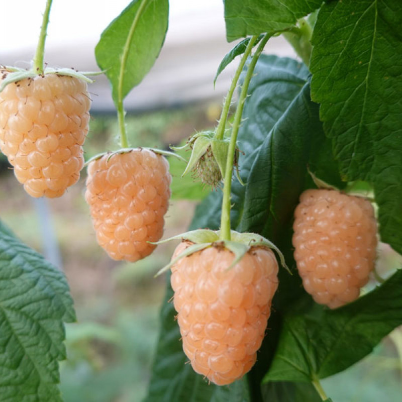 Malina (Rubus idaeus) PROMYK