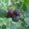 Malina (Rubus idaeus) Bristol