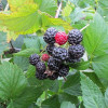 Malina (Rubus idaeus) Bristol