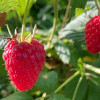 Bio Malina (Rubus idaeus) AUTUMN FIRST