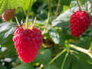 Bio Malina (Rubus idaeus) AUTUMN FIRST - Tutifruti SK