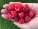 Malina (Rubus idaeus) Delniwa