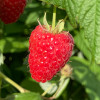 Malina (Rubus idaeus) HUSARIA