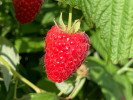 Malina (Rubus idaeus) HUSARIA - Tutifruti SK