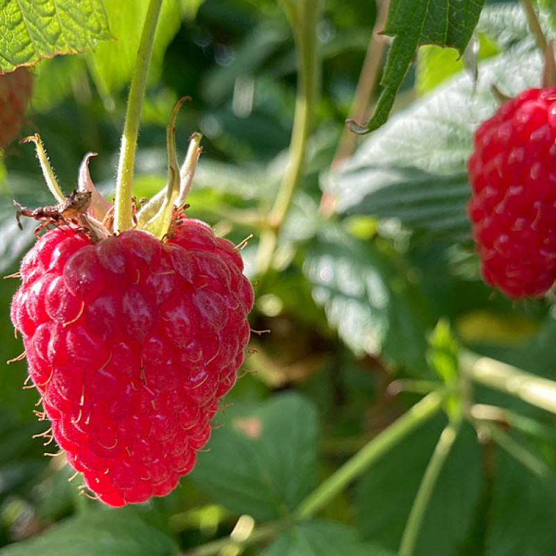 Bio Malina (Rubus idaeus) AUTUMN FIRST