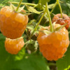 Malina (Rubus idaeus) Golden Queen