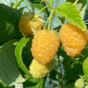 Malina (Rubus idaeus) JANTAR