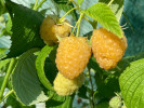 Malina (Rubus idaeus) JANTAR