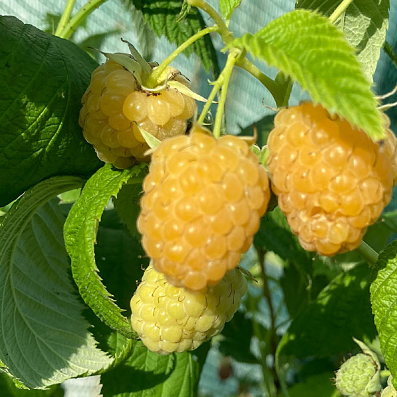 Malina (Rubus idaeus) JANTAR