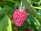 Malina (Rubus idaeus) POLANA