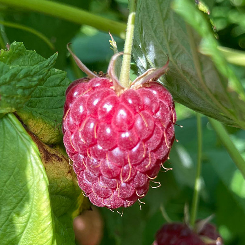 Malina (Rubus idaeus) POLANA