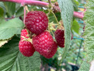 Bio Malina (Rubus idaeus) ZEFA 3 - Tutifruti SK