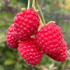 Bio Malina (Rubus idaeus) AUTUMN BLISS