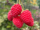 Bio Malina (Rubus idaeus) AUTUMN BLISS - Tutifruti SK