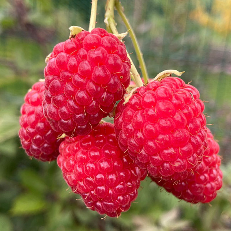 Bio Malina (Rubus idaeus) AUTUMN BLISS