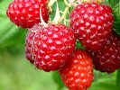 Bio Malina (Rubus idaeus) PROMISE - Tutifruti SK