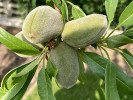 Mandľa (Amygdalus communis) FERRADUEL - Tutifruti SK