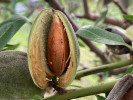 Mandľa (Amygdalus communis) FERRADUEL - Tutifruti SK