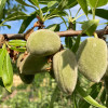 Mandľa (Amygdalus communis) FERRAGNES